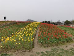 -径山花海