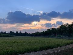 -上海长兴岛郊野公园