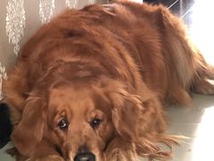 -鸣记脆皮烤鱼(岐山路店)