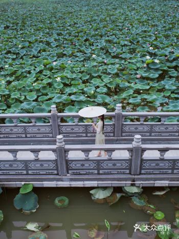 深圳|我好像来到了西湖边的曲院风荷