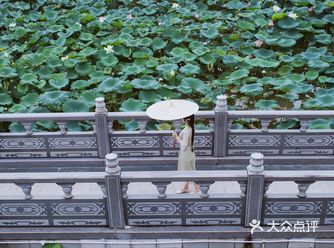 深圳｜我好像来到了西湖边的曲院风荷