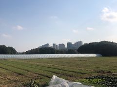 -胜丰草莓采摘园