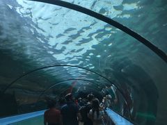 -悉尼海洋生物水族馆