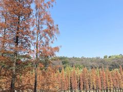 -三水森林公园