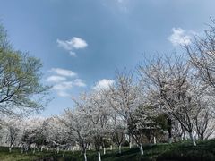 -径山花海