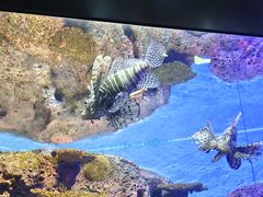 -上海海洋水族馆