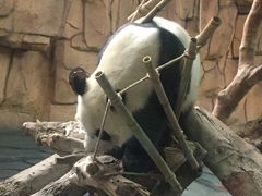 -泉州海丝野生动物世界