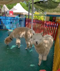 -萌宠亲子动物乐园(槐房万达店)