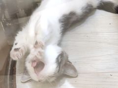 -藏猫猫咖啡主题馆(中央大道店)