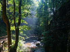 -莫里热带雨林景区