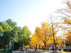 -三里屯东五街银杏大道