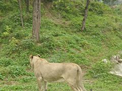 -石家庄市动物园