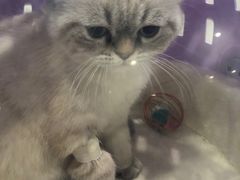 -伟伟宠物医院·CT影像中心·瑞派犬猫综合性门诊(汉口总院)