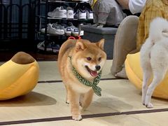 -逗柴咖啡屋·狗咖猫咖宠物桌游