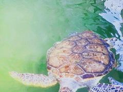 -广东惠东海龟国家级自然保护区
