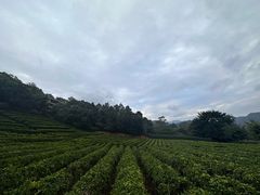 -雁南飞茶田景区