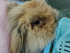 -爱侣宠医·鹦鹉专科·小型哺乳类·异宠专科(灵石路店)