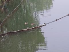 -西湖游船