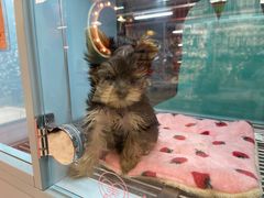 -FAELING PETS美天灵宠物(合生汇店)