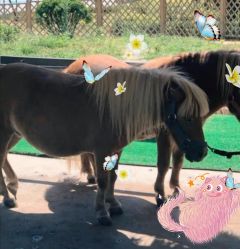 -萌宠亲子动物乐园(槐房万达店)