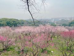 -无锡梅园公园
