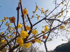 -无锡梅园公园