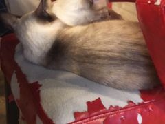 -Cappucimeow猫咪咖啡馆(韦伯时代店)