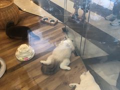 -袖虎·猫馆(体育西路店)
