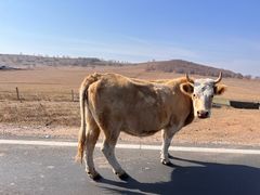 -塞罕坝国家级自然保护区