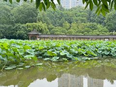 -龙头寺公园