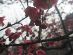 -秀丽东方