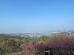 -香雪海