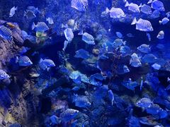 -太平洋海底世界