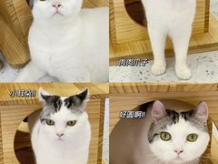 -喵园·猫主题咖啡厅·撸猫·猫咖(国贸店)