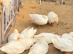 -HERRE·FARM 赫尔露营农场·团建聚会包场