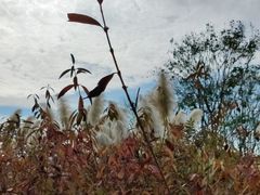 -贡湖湾湿地公园
