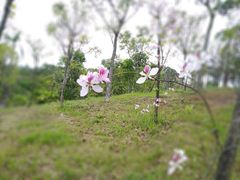 -聚龙山公园