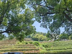 -十八棵（老龙井）御茶园(老龙井店)