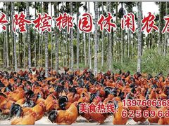 红焖阉鸡-兴隆槟榔园休闲农庄