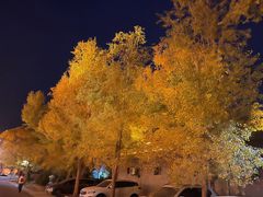 -金塔沙漠胡杨林景区