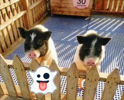 -萌宠亲子动物乐园(槐房万达店)