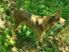 -西安秦岭野生动物园