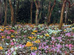 -杭州植物园