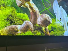 -鹿鸣山草本茶香火锅(园西路店)