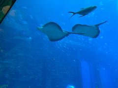 -亚特兰蒂斯•OSSIANO奥西亚诺海底餐厅