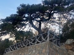 -北京西山国家森林公园