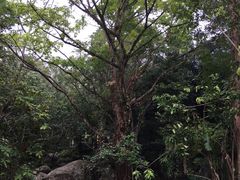-七仙岭君澜度假酒店·桃源小馆中餐厅