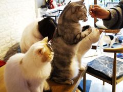 -平行世界·猫咖(首经贸店)