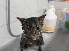 -宠颐生猫科·内科皮肤科(西平世纪城店)