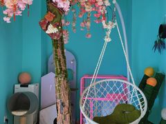 -猫在这儿猫咪咖啡馆·撸猫馆